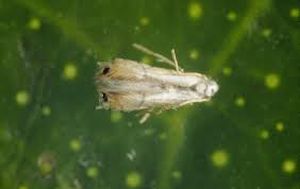 uploads/images/pest/citrus leaf miner.jpg